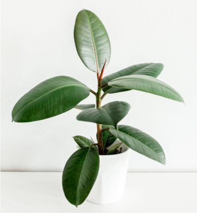 product 02 400x432 (1)