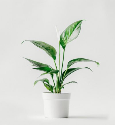 product 03 400x434
