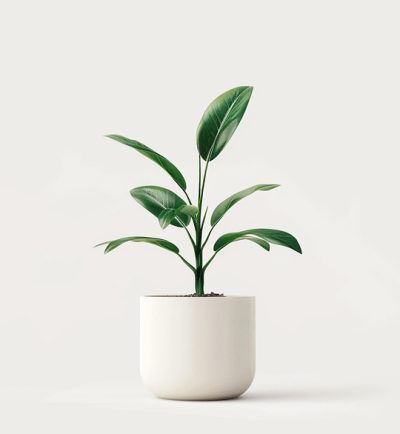 product 04 400x434