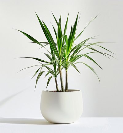product 05 400x434